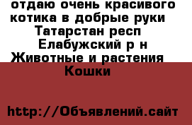 отдаю очень красивого котика в добрые руки - Татарстан респ., Елабужский р-н Животные и растения » Кошки   